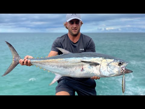 Longtail Tuna
