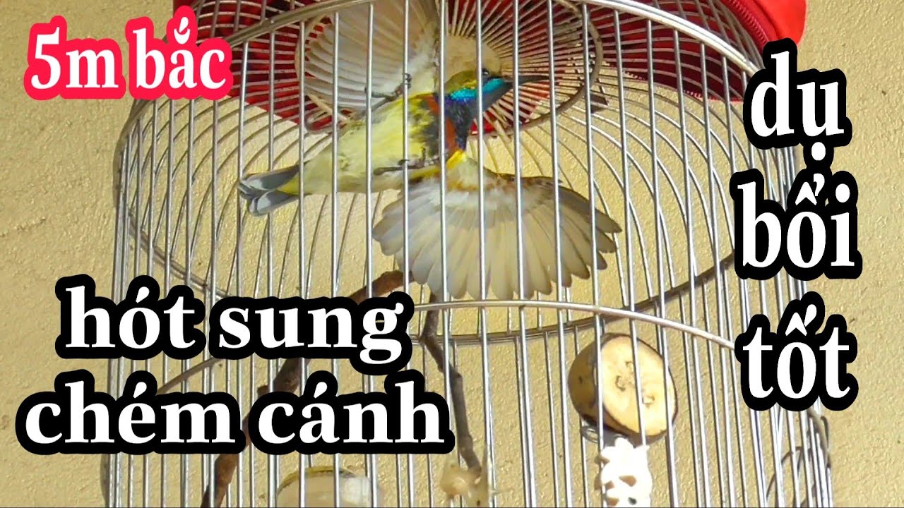 Hút mật 5 màu căng lửa hót cực phê | Tiếng chim hút mật
