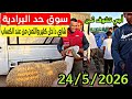 مباشرة من سوق حد البرادية إقليم الفقيه بن صالح الخروف والحولي والحولية عيد الأضحى تاريخ 24 5 2026 