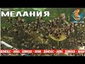 улитка мелания, достоинства, зачем она нужна в аквариуме, как от нее избавится, akvaariumi kalad