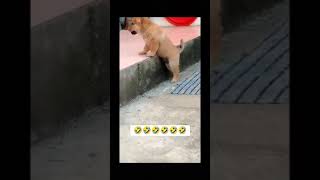 video funny #funnyfails #comedyshorts #trynottolaugh #epicfails #comedy #epicfailscompilation