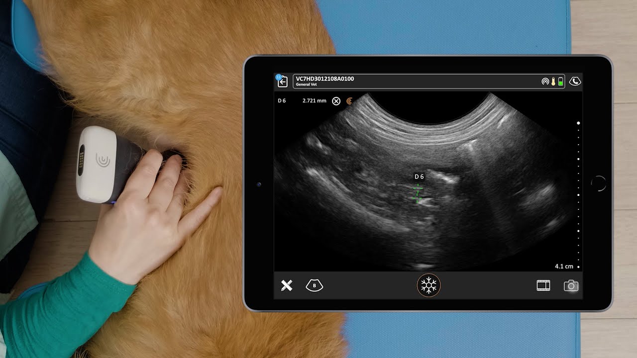 Canine jejunal lymph nodes youtube