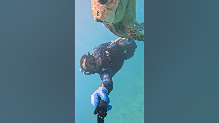 Nademos con la tortuga #fishing #fypシ゚viral #fish #fyp