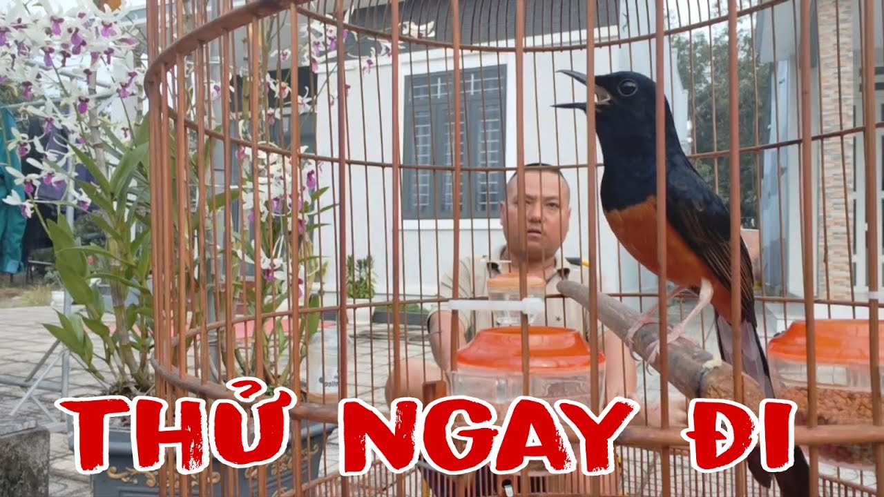 CÁCH CÓ NHIỀU CHIM HAY CHƠI KHÔNG HẾT.