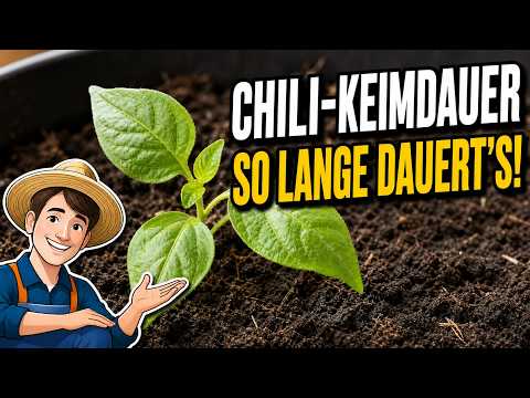 Chili Keimdauer – Wie ich immer gesagt habe – Update Chilis 16.06.2024