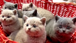 TOO CUTE BRITISH BLUE AND LILAC KITTENS