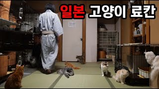 고양이를 빌려주는 일본 고양이 여관 1박 해보기