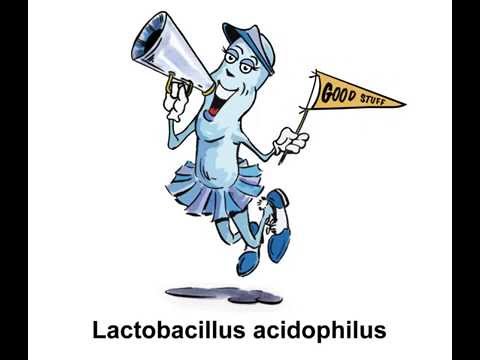 Видео: Какие бренды йогурта имеют Lactobacillus Acidophilus?
