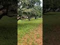 2 Acre agriculture land for sale in Ramanagar, 2.4L gunta, mob:7338474634 Kanakapura SRS Hill's road