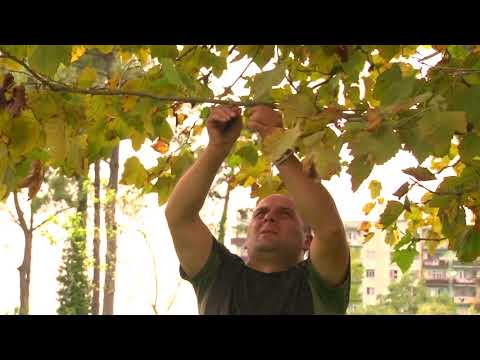 ქვემო ქართლში აზიური ფაროსანას დაფიქსირების ერთეული შემთხვევები გავრცელებას არ ნიშნავს