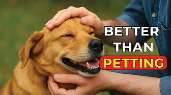 Did You KNOW 10 Things Your DOG LOVES MORE Than Getting PETS!