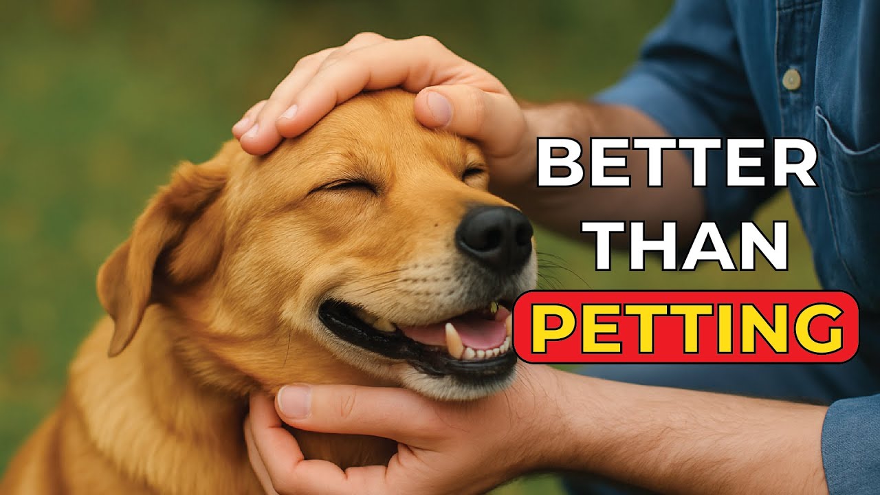 ЗНАЕТЕ ЛИ ВЫ 10 ВЕЩЕЙ, КОТОРЫЕ ВАША СОБАКА ЛЮБИТ БОЛЬШЕ, ЧЕМ ЗАВОДИТЬ ДОМАШНЕГО ЖИВОТНОГО!