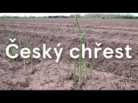 Video: Chřest: Pěstovaný Ze Semen