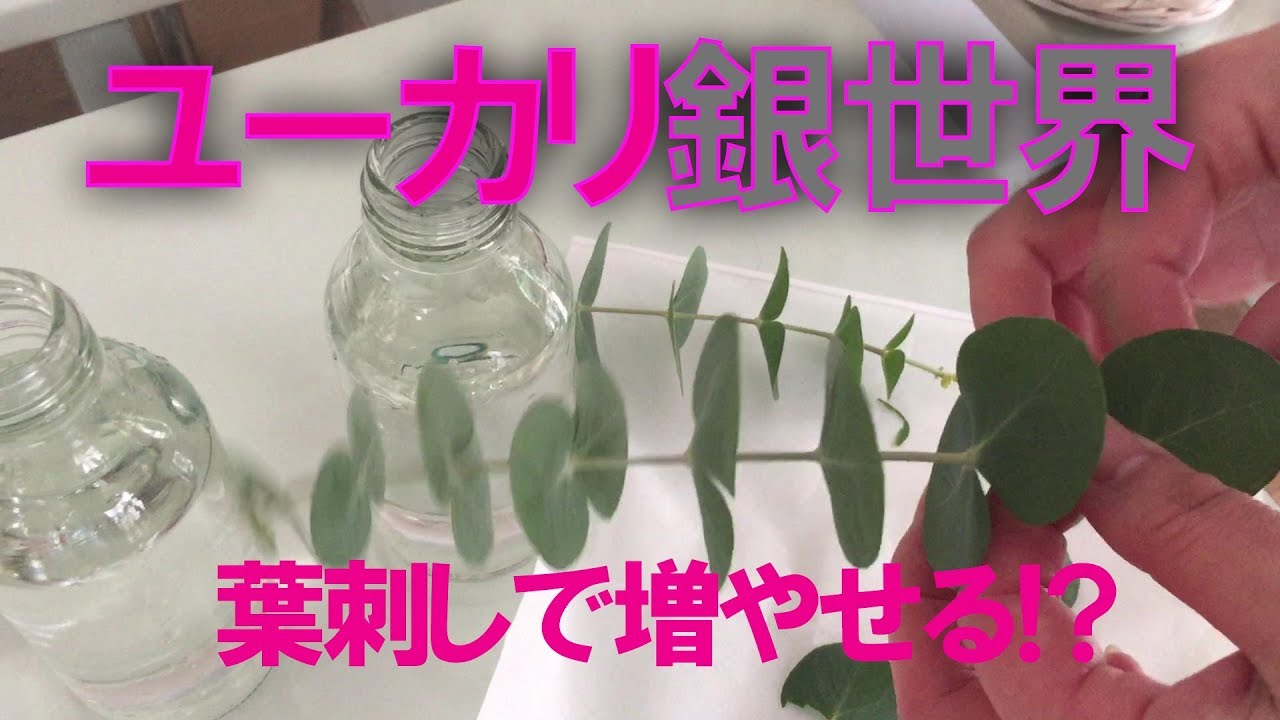 観葉植物ユーカリ銀世界とスキンダプサスを買って来ました Youtube