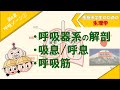 生理学　呼吸ゾーン①　「呼吸器の解剖」「吸息・呼息」「呼吸筋」
