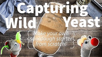 Capturing Wild Yeast 🍞