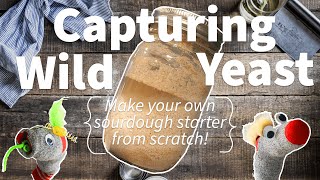Celebrity Capturing Wild Yeast 🍞 Net Worth