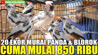 ADA DISKON 50% ! 20 EKOR MURAI PANDA & BLOROK MULAI 850 RIBU, ADA JUGA PASTOL TRAH EK. 42 CM