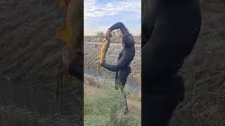 сазан 3кг Балик ови #fishing #carpfishing #балык