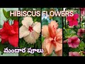 HIBISCUS | FLOWERS | BEAUTIFUL FLOWERS