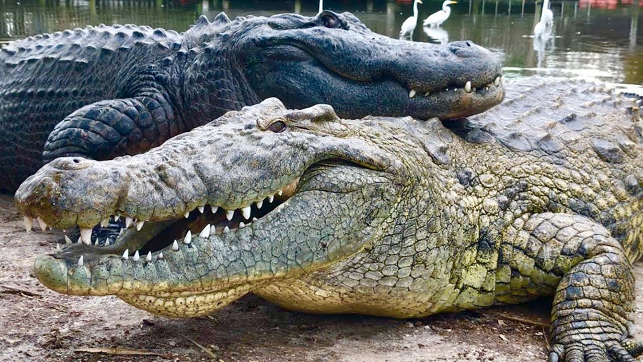 Jak rozeznat krokodýla od aligátora