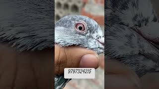 Pure Kassori Kamagar Pigeon Available #highflyingpigeons #pigeon #borderwalekabootar