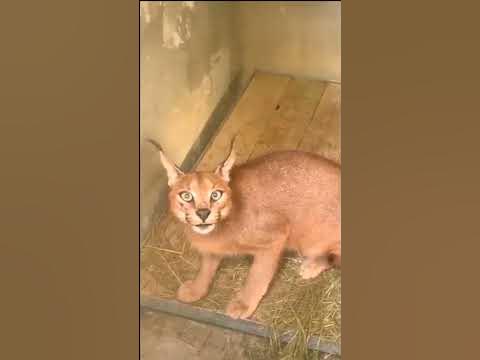 wild cats attack | caracal attacks. - YouTube