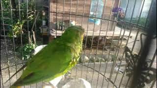 Suara Nuri Hijau/ Perkici untuk Memancing Lawan