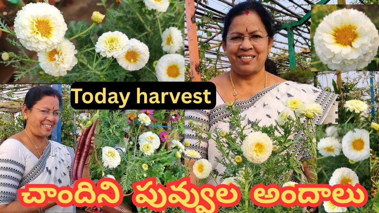 బంతి, చామంతి కలిపి పూసిన  చాందిని పువ్వులు మొక్క#@AadiLakshmiTerraceGarden #chandini plant care,