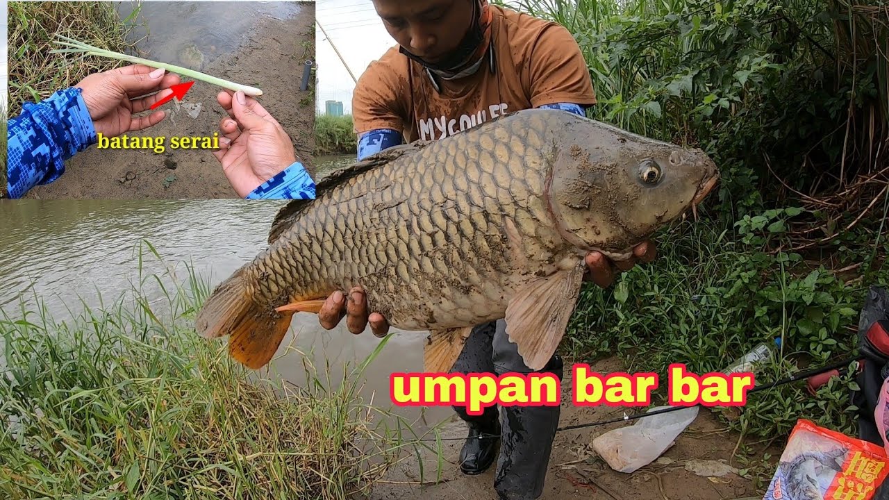COBA PAKAI UMPAN KU MANCING IKAN MAS LIAR PASTI DAPAT BABON