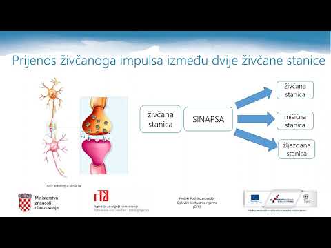 Biologija, 3.r. SŠ - Regulacija i održavanje homeostaze - živčani sustav