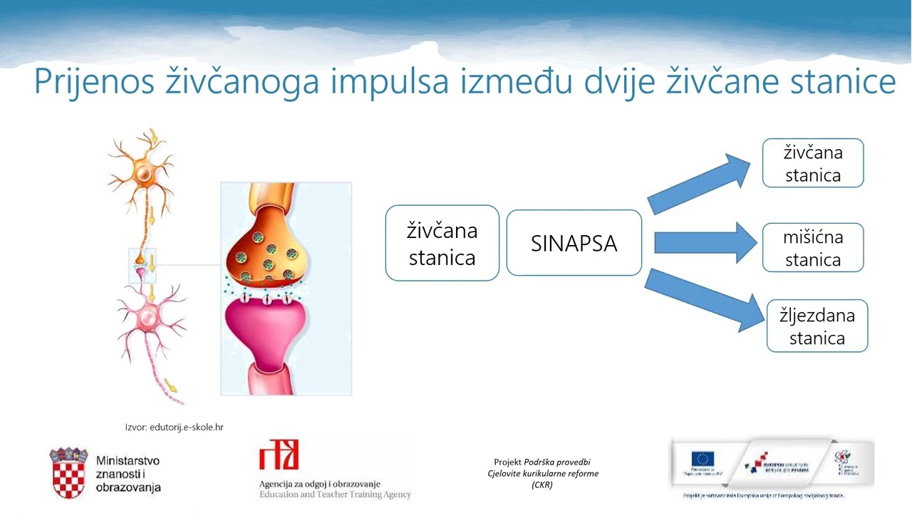 Biologija, 3.r. SŠ - Regulacija i održavanje homeostaze - živčani sustav