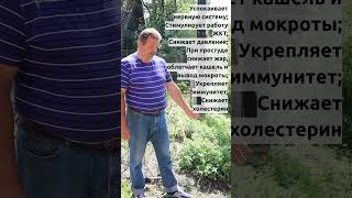 ДУШИЦА/ОРЕГАНО ПОЛЕЗНАЯ ПРИПРАВА #shorts #орегано #дача