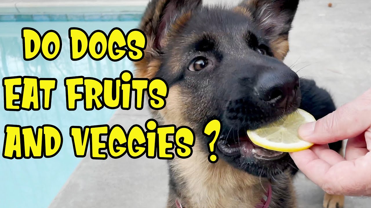german shepherd vegetarian