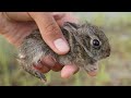 Found abandoned baby bunny while fishing!!!