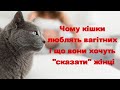 Чому кішки люблять вагітних і що вони хочуть сказати жінці  Why cats love pregnant women