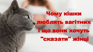 Чому кішки люблять вагітних і що вони хочуть сказати жінці  Why cats love pregnant women