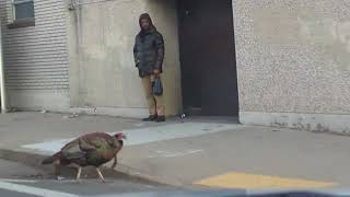 Turkey Invasion Boston Edition #youtubeshorts #short #shorts #subscribe #viral #viralvideo #love