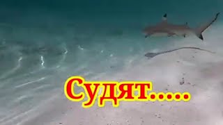 Судят....