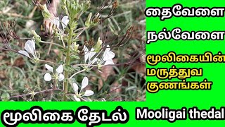நலவள தவள Cleome Gynandra மரததவ கணஙகள பயனகள