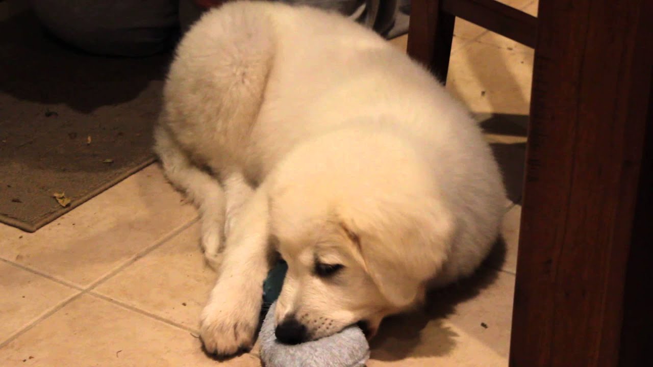 maremma cross golden retriever