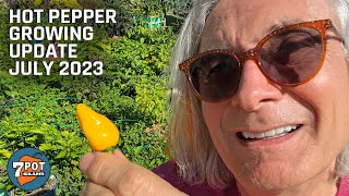 Hot Pepper Growing Update July 2023