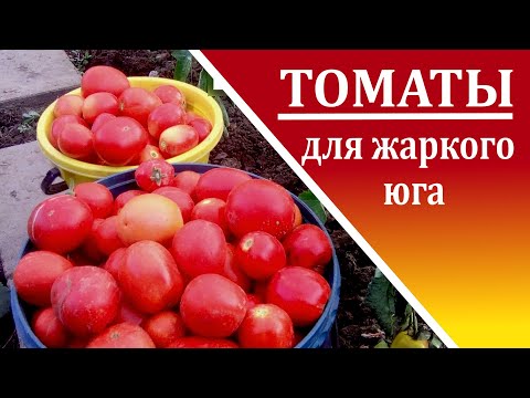 Видео: Сорта томатов для теплого климата - Советы по выращиванию томатов в жарком климате