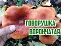 Осенние грибы / Тихая охота / Говорушка ворончатая / Говорушка перевёрнутая (Paralepista flaccida)