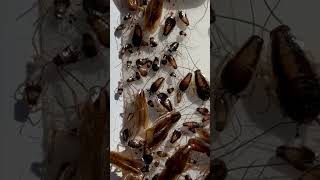 German Cockroach Life Stages #pestcontrol