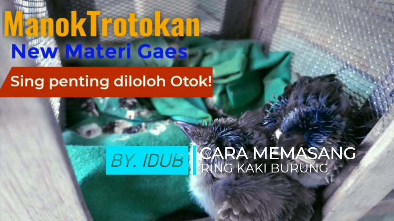 Memasang Ring Kaki Pada Burung 
