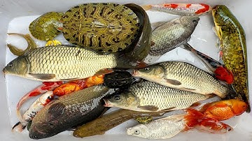 Kem Chanel lái công nông bắt cá trong chum có cá chép, rùa con màu sắc, cá koi, cá ranchu, cá molly