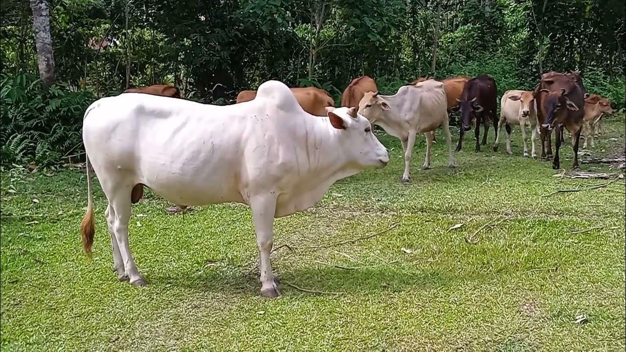Tame cows, cow farming, grasseating cows, Cattle herds, Big cow, baby