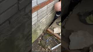 Animal Rescue Frees Kitten Trapped Under House