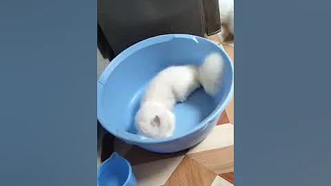 Video 11787951: persian cats catlover, cat cartoon persian, white persian cat funny